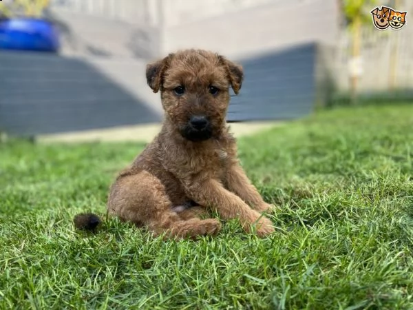 terrier irlandese  | Foto 0