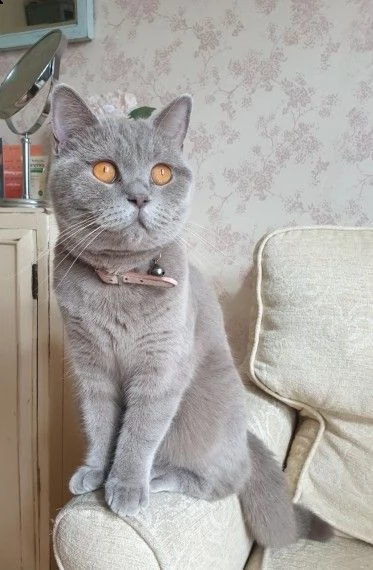 british shorthair blue | Foto 0
