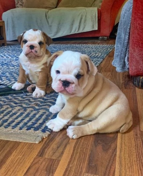 sanissimi bulldog inglese certificato | Foto 1