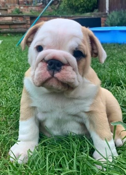 sanissimi bulldog inglese certificato | Foto 0