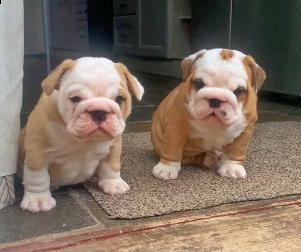 sanissimi bulldog inglese certificato