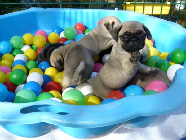 carlino cuccioli consegna a domicilio