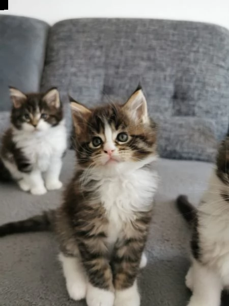 maine coon gattini disponibili