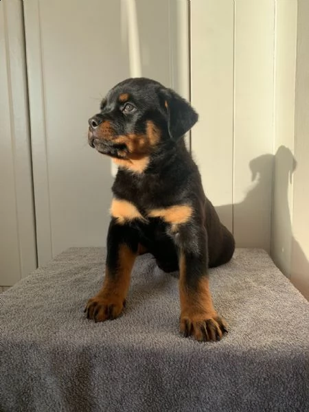 marley - mix rottweiler di circa 10 anni
