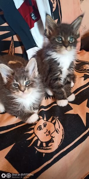 Maine coon  | Foto 1