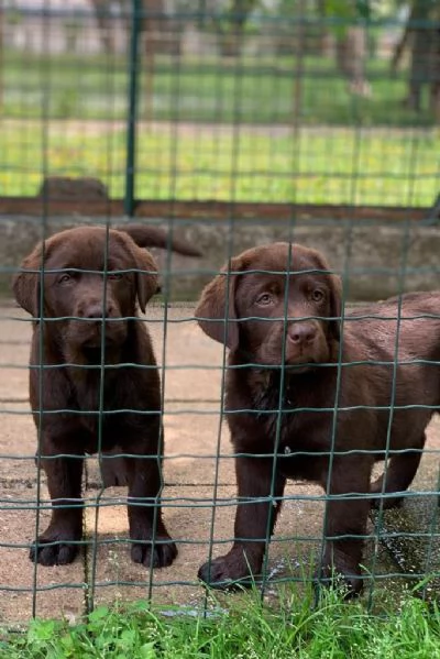 Labrador cioccolato 