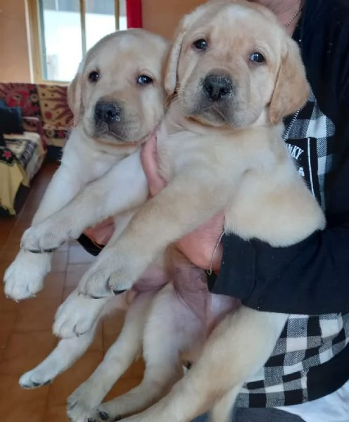 Labrador retriever  | Foto 1