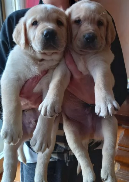 Labrador retriever  | Foto 0