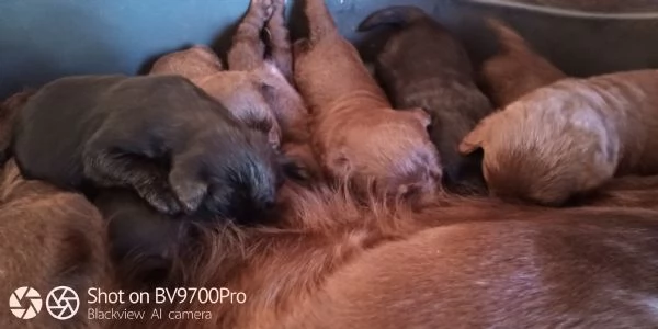 Labrador  | Foto 1