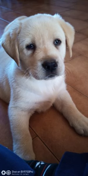 Labrador  | Foto 0