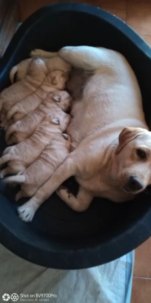 Labrador 