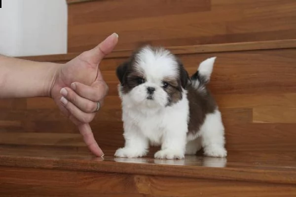 adorabili cuccioli di shih tzu maschi e femmine