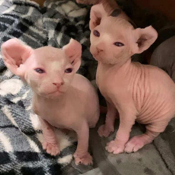 sphynx