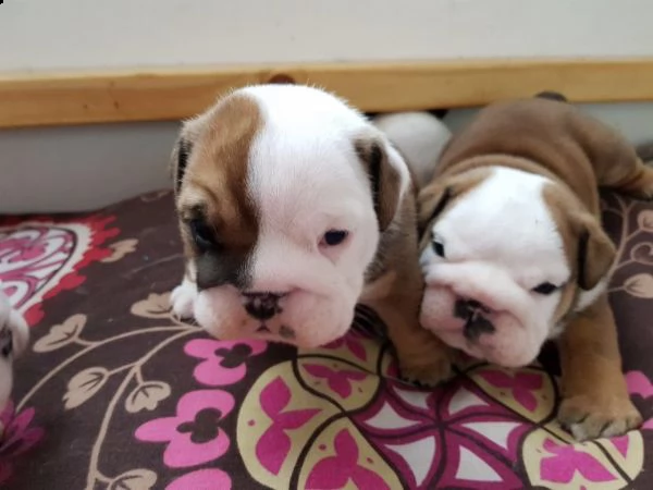 regalo bulldog inglese cuccioli disponibili