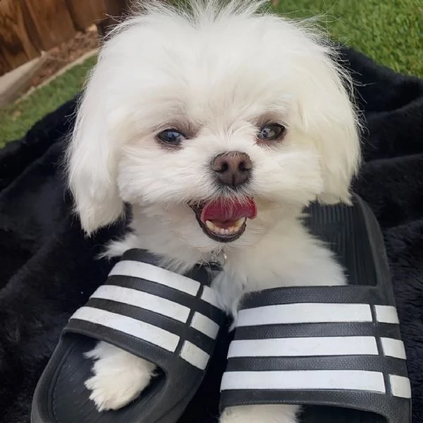 cuccioli maltese toy | Foto 0