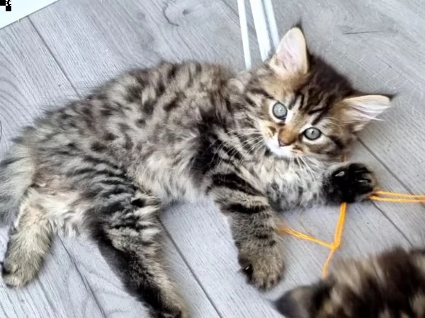 maine coon con pedigree | Foto 1