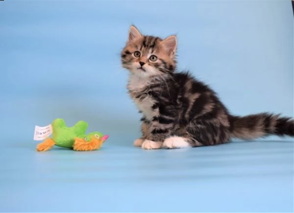 gattini siberiani ipoallergenici