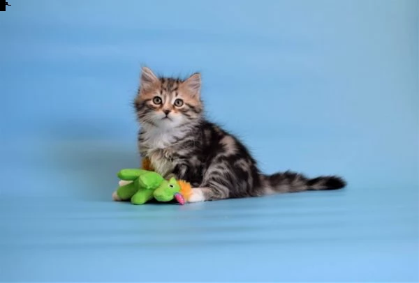 gattini siberiani ipoallergenici | Foto 0