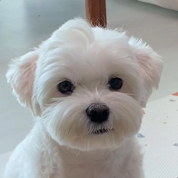 cuccioli maltese buon prezzo pagamento alla consegna ((()))