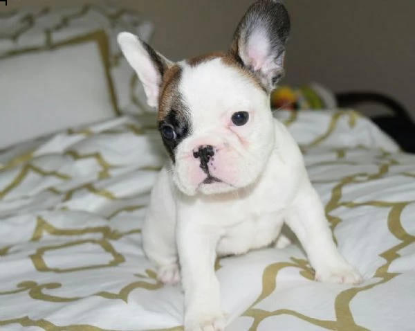 bellissimi cuccioli di bulldog francese in adozione, i cuccioli sono molto sani intelligenti e gioch | Foto 0