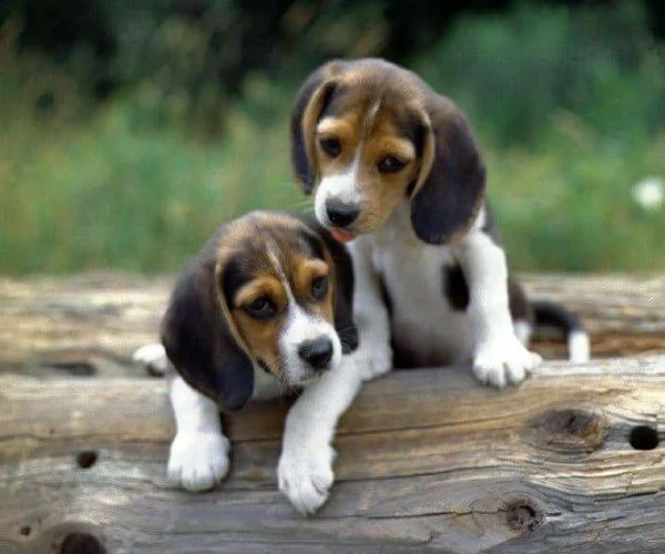 beagle elisabetian di tre mesi da salottino 