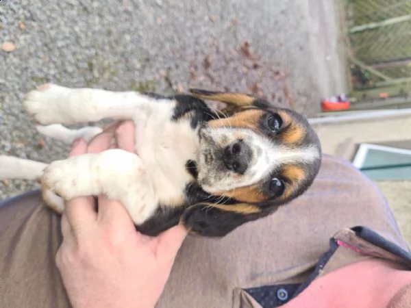 cuccioli di beagle