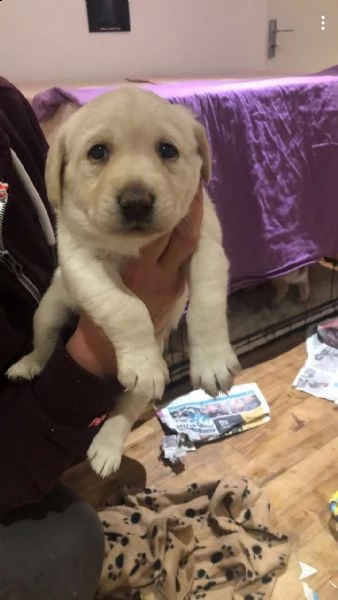 cucciolo labrador maschio miele