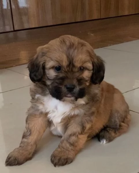 shitzu mix 