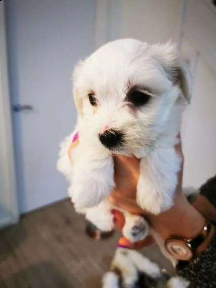 cuccioli maltesi | Foto 6