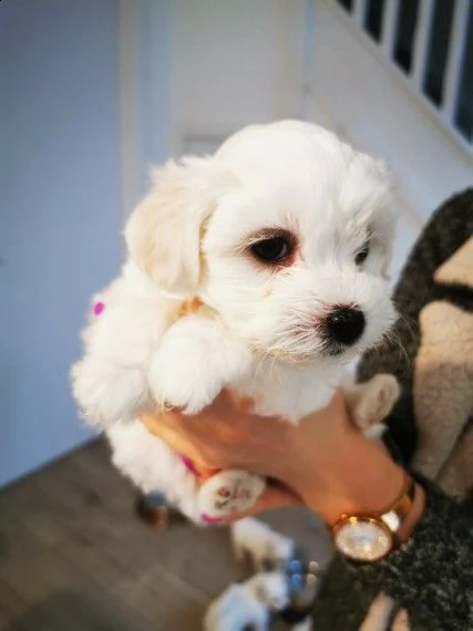 cuccioli maltesi | Foto 5