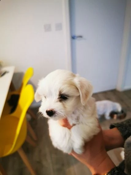 cuccioli maltesi | Foto 4