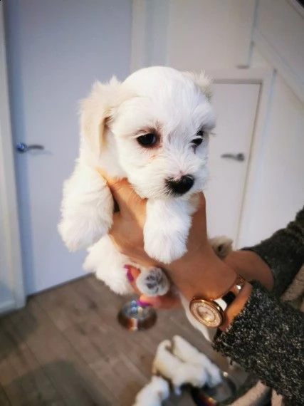 cuccioli maltesi | Foto 3