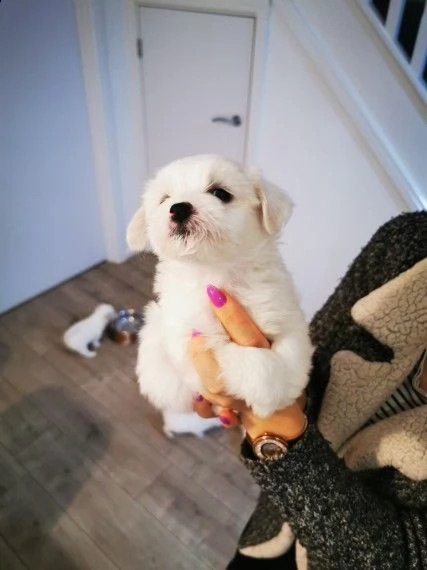 cuccioli maltesi | Foto 2