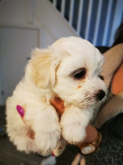 cuccioli maltesi | Foto 1