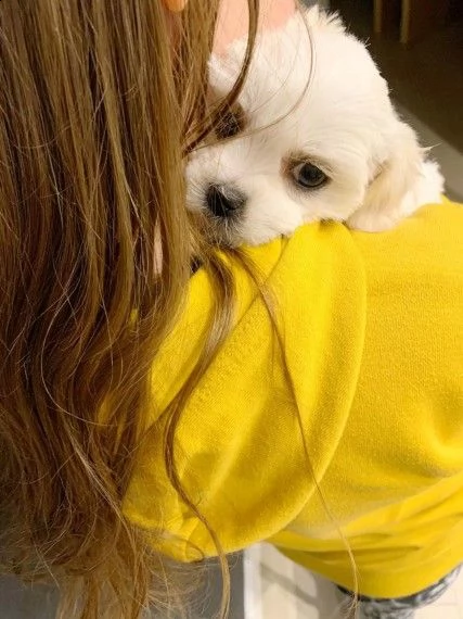 cuccioli maltesi | Foto 0