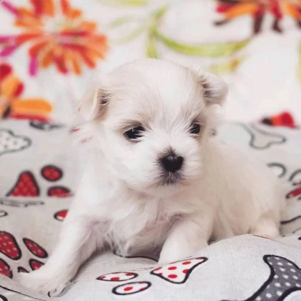 cuccioli giocosi e amanti della casa