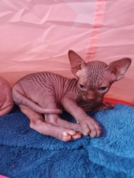 canadian sphynx con certificato | Foto 2
