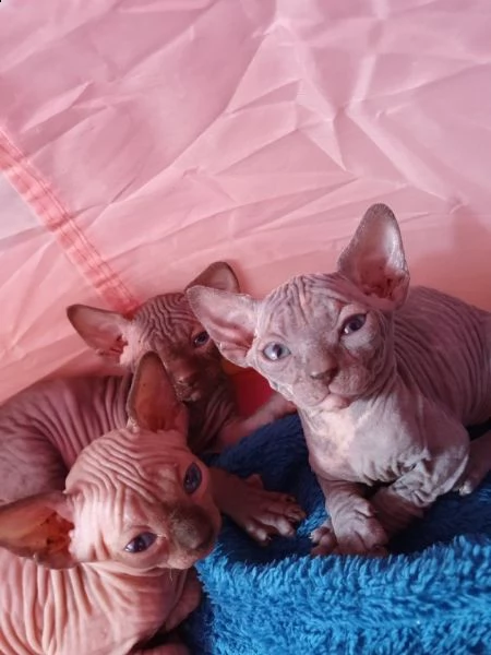 canadian sphynx con certificato | Foto 1