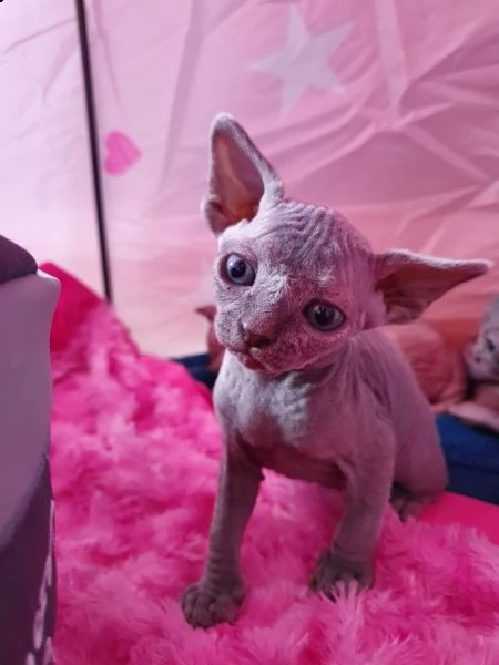 canadian sphynx con certificato