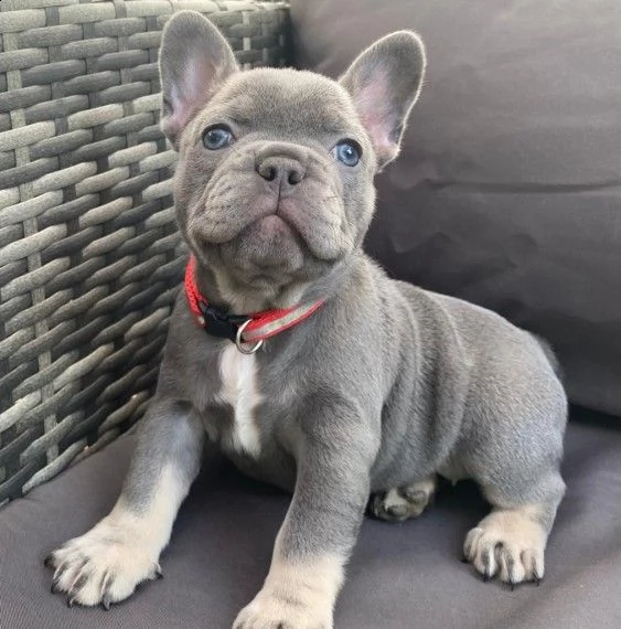 bellissimi e fortissimi cuccioli bouledogue francese