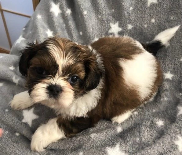 cuccioli di razza shitzu disponibili subito per adozione | Foto 1