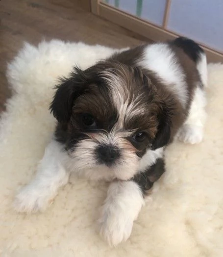 cuccioli di razza shitzu disponibili subito per adozione | Foto 0