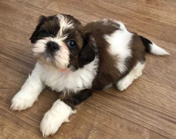 cuccioli di razza shitzu disponibili subito per adozione
