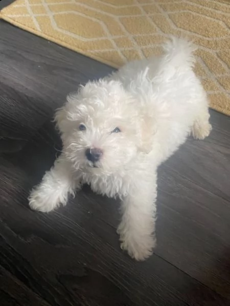 pronti cane cuccioli bichon frise | Foto 0