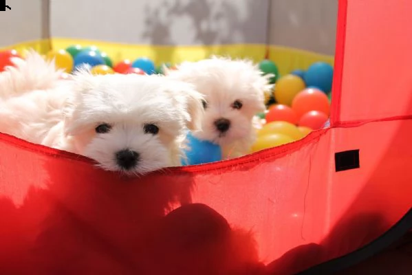 cuccioli di maltese