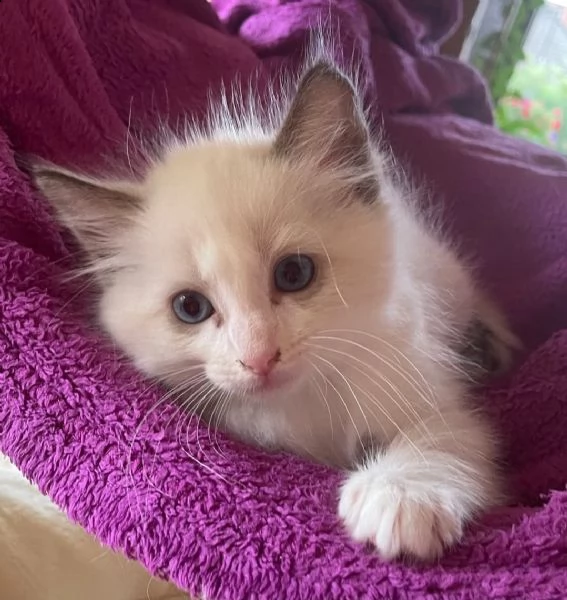 dolcissimi cuccioli ragdoll