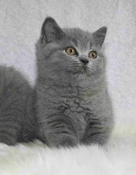 cuccioli british shorthair nati in casa | Foto 0