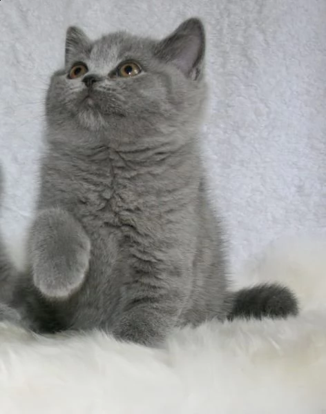 cuccioli british shorthair nati in casa