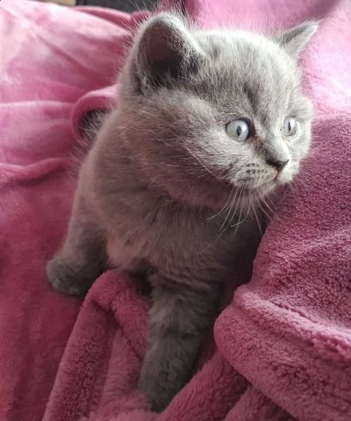 gattini di razza british shorthair