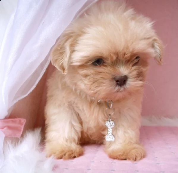 cuccioli shih tzu con pedigree figli di campioni